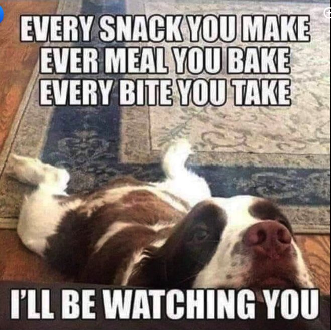 #dogsoftwitter #dog #dogs #doggy #DogsBehavingVeryBadly