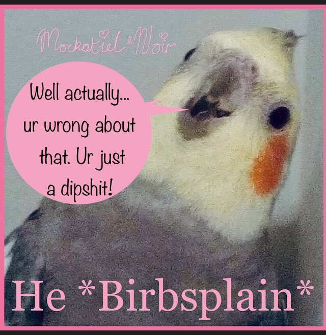 mockatiel's tweet photo. @MrPeeps6 @eritated 💝Saw that &amp; was livid too. Also sick of being ambushed with #BirdSads in FB meme groups sold to me as #wholesome / for funnies, but thats a another story AND of being asked to console someone with pics of my still alive Birb coz I didn’t just accidentally lose him.
😒 #rantover https://t.co/QlpzKrniwR