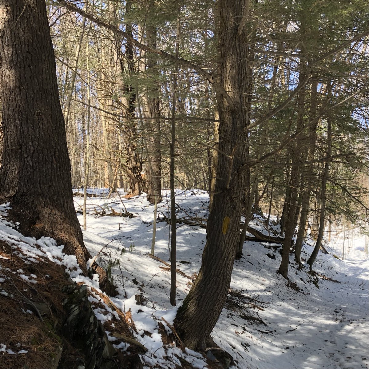 yellowbarnmusic's tweet photo. Has it really been a year? This weekend we remember the very beginning of Beethoven Walks @GreenwoodVT. On March 28, 2020, Seth Knopp started walking and photographing. The result? The BW-Greenwood app and over 100 of Beethoven's autographs suspended in the forest. #yellowbarn https://t.co/lW3gOUhhqB