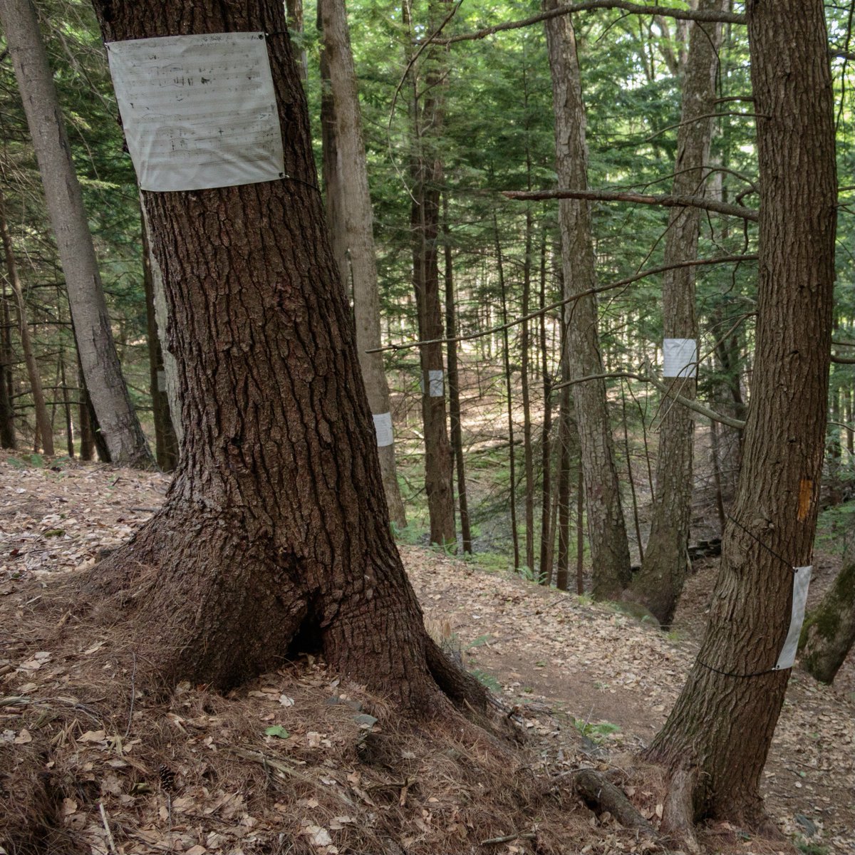 yellowbarnmusic's tweet photo. Has it really been a year? This weekend we remember the very beginning of Beethoven Walks @GreenwoodVT. On March 28, 2020, Seth Knopp started walking and photographing. The result? The BW-Greenwood app and over 100 of Beethoven's autographs suspended in the forest. #yellowbarn https://t.co/lW3gOUhhqB