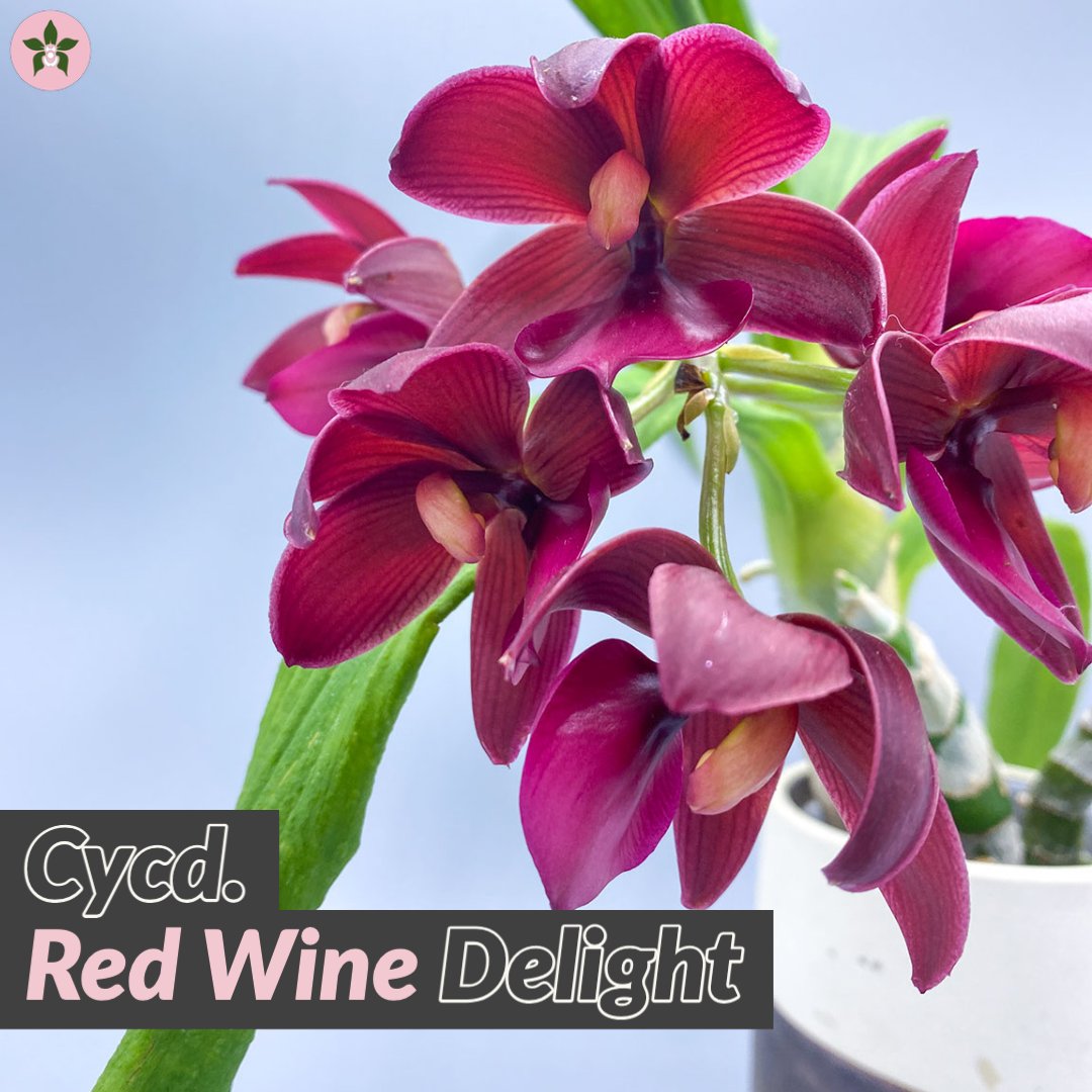 Roeorchids's tweet photo. This is for the red wine lovers out there. Also under Catasetinae, the genus name comes from two Greek words that mean swan and neck. ⠀⁠
⁣#Catasetinae #catasetum #orchidsinbloom #orchidsbloom #blooming #newblooms #orchids #canada #orchidsofcanada https://t.co/qXXKmX0ooy