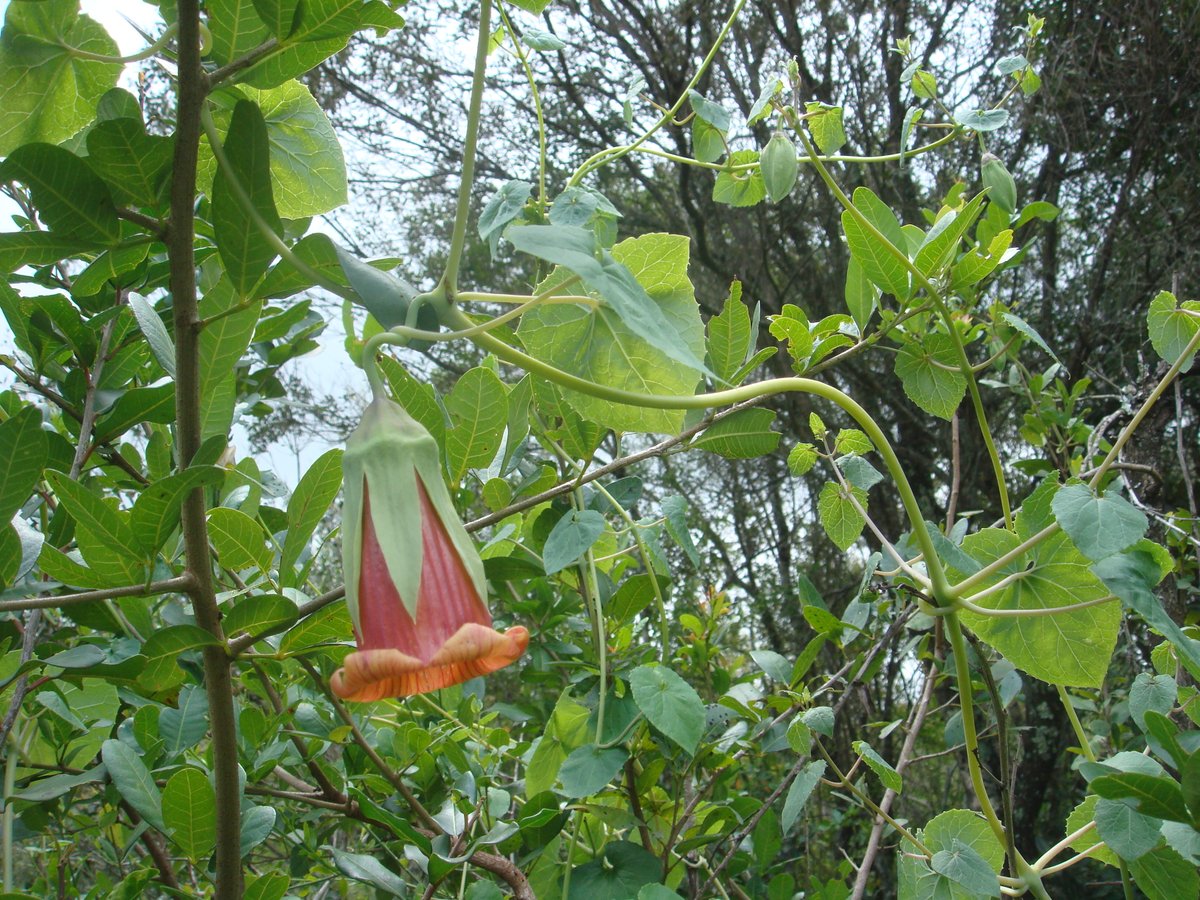 EAHerbarium_NMK's tweet image. The beautiful bell-shaped flower of #Canarina abyssinica (#Campanulaceae), a climbing herb restricted to Eastern #Africa. It is locally uncommon in #forests at medium altitudes ranging from 1600 - 2170m asl. #Kenya #FloraOfTropicalEastAfrica
