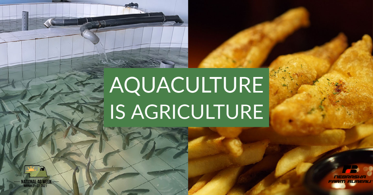 NEFarmBureau's tweet photo. Are you ready for a Friday Fish Fry? Reply if you knew that fish was a part of #agriculture. Most don’t, but it is an important part of the food on your table especially during Lent. #neagcrew #agweek21 #aquaculture https://t.co/GJGe5xXMc0