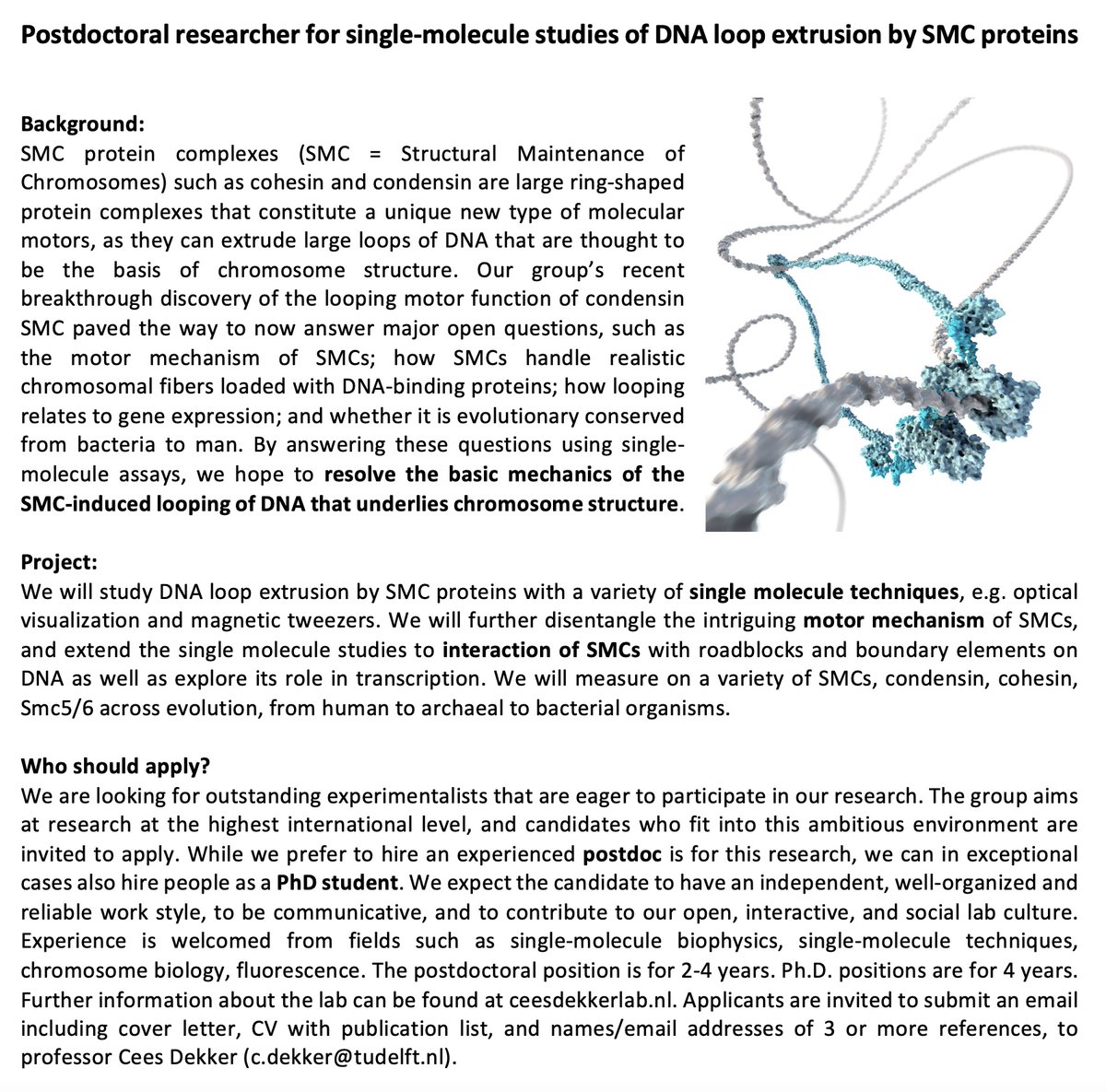 cees_dekker's tweet image. My lab has multiple OPENINGS for postdocs &amp;amp; PhD students -
for research on DNA biophysics, SMCs, NPC mimics, nanopore protein sequencing.

Talented and communicative candidates: please check this out and apply: ceesdekkerlab.nl/come-join-us/

RT = 👍😃😍🤓🙏