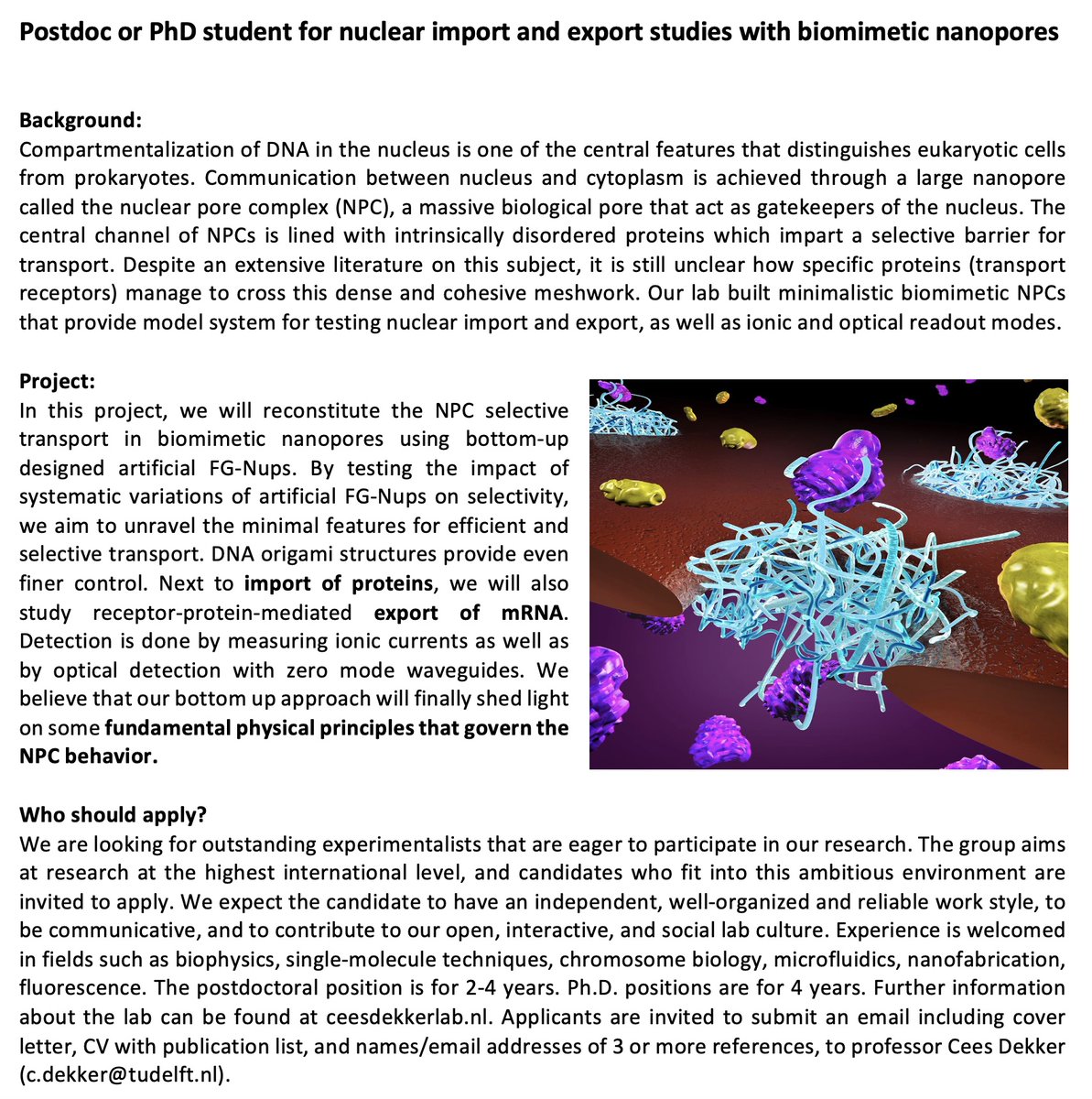 cees_dekker's tweet image. My lab has multiple OPENINGS for postdocs &amp;amp; PhD students -
for research on DNA biophysics, SMCs, NPC mimics, nanopore protein sequencing.

Talented and communicative candidates: please check this out and apply: ceesdekkerlab.nl/come-join-us/

RT = 👍😃😍🤓🙏