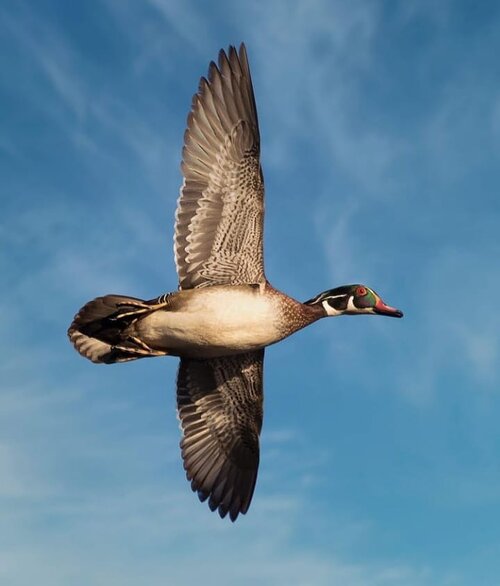 tourlakecounty's tweet photo. ๐ฆThe Scenery At #mentormarsh Can Provide A Colorful Flight๐ฆ. Photography By @joe_botch #remarkablelakecountyoh #mentorohio #birdwatching #gocmnh #lakecountyohiophotography #thebestphotographers #ohioviews #ohiofindithere #pictureoftheday #bestofthebuckeyestate #ohiohasit https://t.co/E2MO2hVfVJ