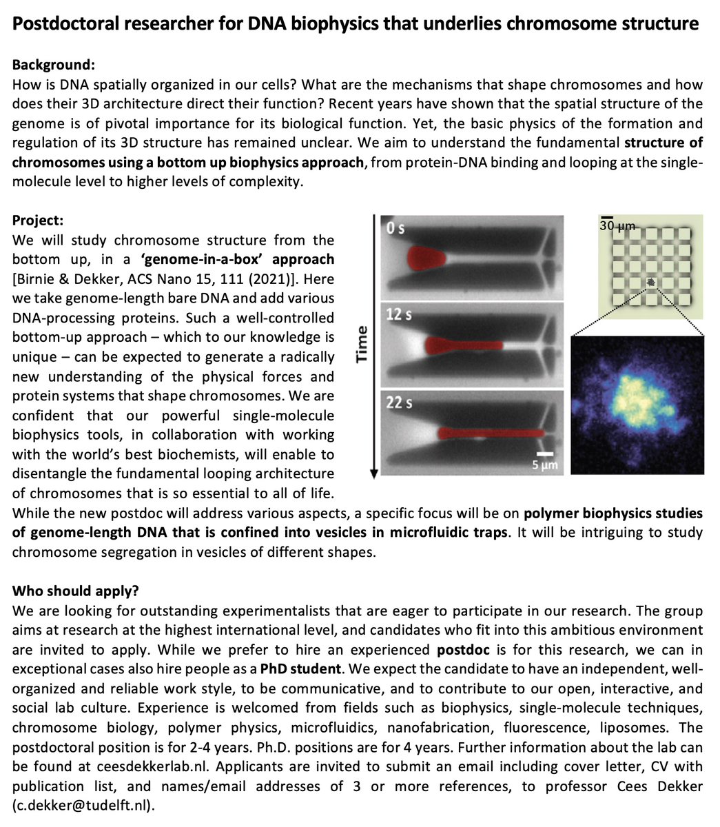 cees_dekker's tweet image. My lab has multiple OPENINGS for postdocs &amp;amp; PhD students -
for research on DNA biophysics, SMCs, NPC mimics, nanopore protein sequencing.

Talented and communicative candidates: please check this out and apply: ceesdekkerlab.nl/come-join-us/

RT = 👍😃😍🤓🙏