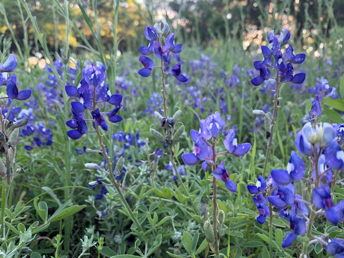 StateFairOfTX's tweet photo. Bluebonnet season is upon us! Who else is ready to see this shade of blue painted across our Lone Star State?! #TexasFlower #Bluebonnet #BigTex https://t.co/DJZhY9QO1B