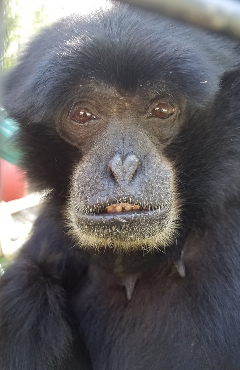 prim8rescue's tweet photo. #FridayFriendFinder You can sponsor Jenny's care for just $12.50 a month through our Primate Pal program. Just follow the link!
https://t.co/B7TehdIYud https://t.co/hlIFV0YRnk