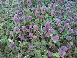 Are you seeing these weeds in your turf? Are you on our 6-step lawn treatment program? Yes, no worries! We are finishing up round 1 and will begin round 2 which will treat your lawn with a broadleaf weed control. This will eliminate these unwanted weeds. 
#varsitylandscaping