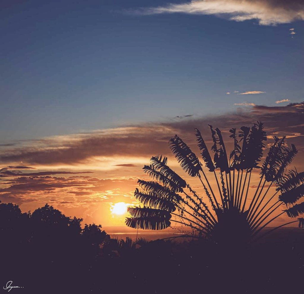 Mlle_MMA's tweet photo. Me revoilà, avec un nouveau coucher de soleil sur les @ilesGuadeloupe, pour vous souhaiter un bon week-end !
Mais...
Connaissez-vous le nom de cet arbre ?
#Guadeloupe #IlesGuadeloupe #SunsetFriday https://t.co/NiRGLNQUcO
