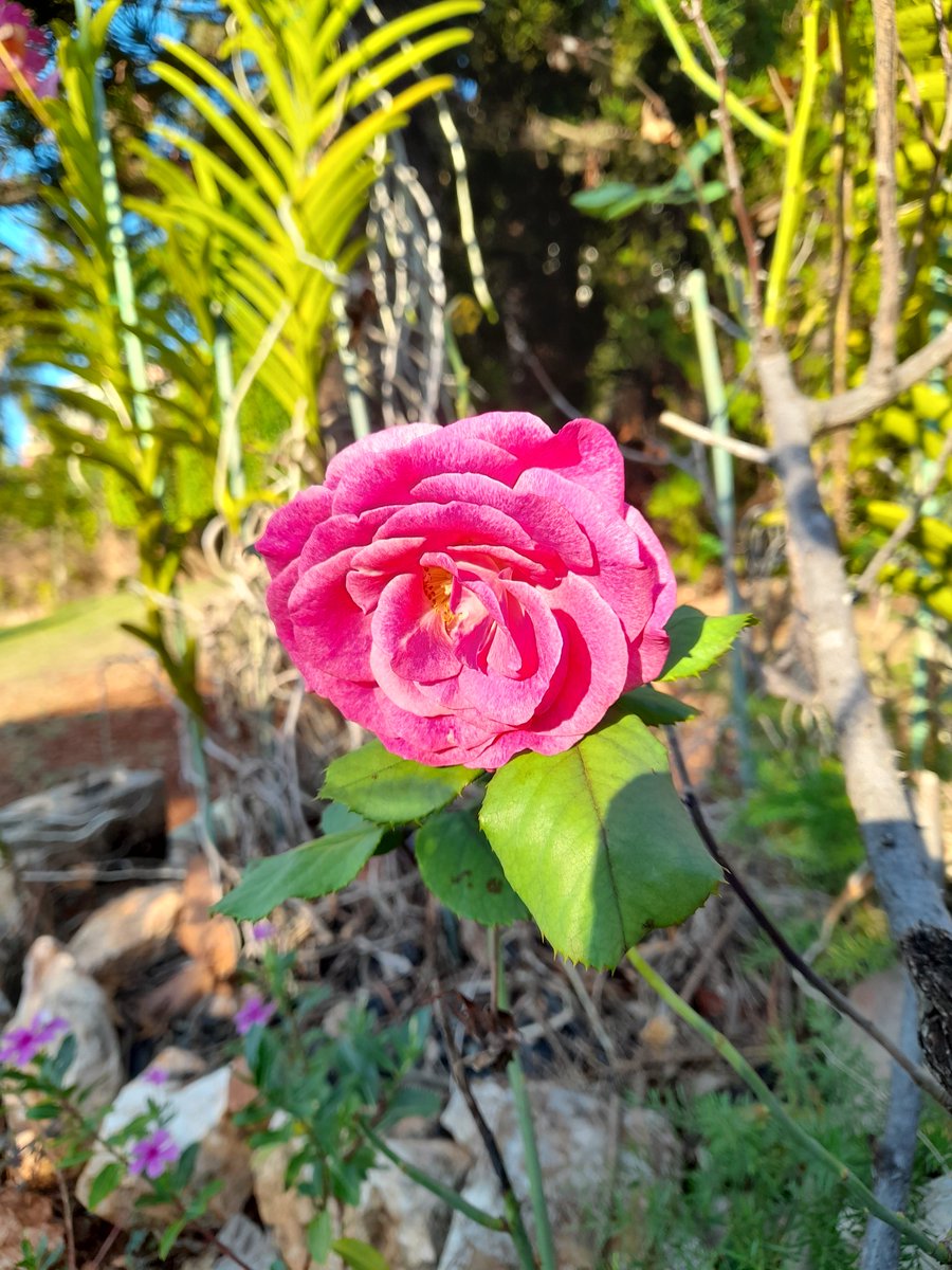 robwats_tina's tweet photo. What a beautiful way to start this #lockdown #LockdownWeekend with #flowersonfriday
Just a few days of rain and the Rose's popped out! Enjoy your weekend everyone. https://t.co/3Nd36AOpKa