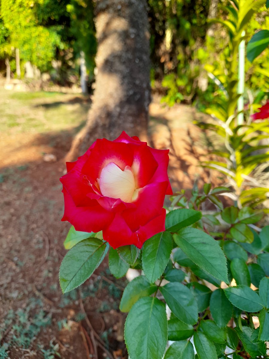 robwats_tina's tweet photo. What a beautiful way to start this #lockdown #LockdownWeekend with #flowersonfriday
Just a few days of rain and the Rose's popped out! Enjoy your weekend everyone. https://t.co/3Nd36AOpKa