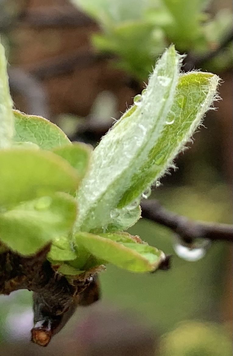 The refreshing green leaf buds, with a hint of rain, bursting open on the Quince tree in Our Secret Garden ⁦⁦<a href="/charltonmanor/">Charlton Manor Sch</a>⁩
