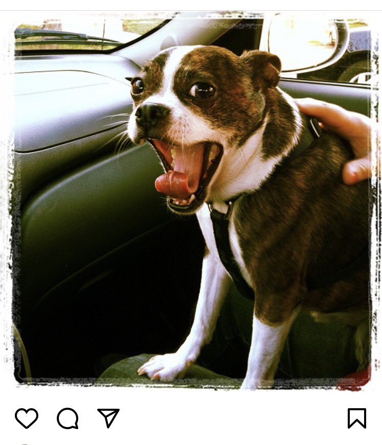 jrichandnotu's tweet photo. @mindykaling @bjnovak The most perfect pup ever!! Sadly he passed away way too young 💔 https://t.co/rmnBrf4F72