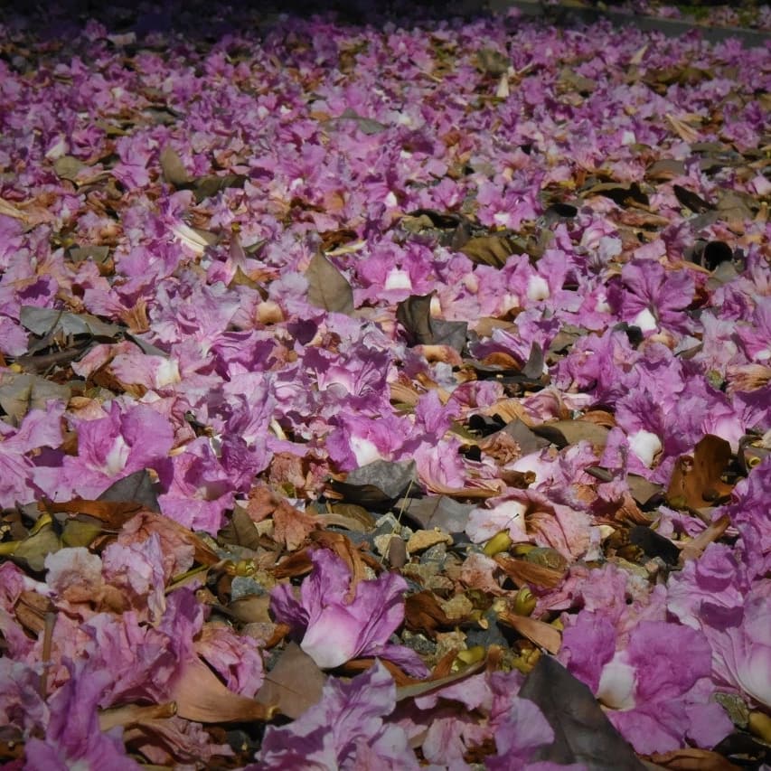 CAMHUILA's tweet photo. 🤩 Muchos pensarían que es Europa, pero es #NEIVA y este hermoso Ocobo 🌺 florecido se encuentra en nuestro Sendero de Interpretación Ambiental de Alto Magdalena #SENDICAM de Neiva. Al caer sus flores 🌺 forman una espléndida alfombra rosa. #HuilaTerritoriodeVida. #FelizViernes https://t.co/IqslIh4s0t