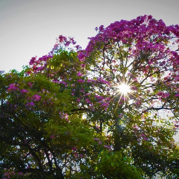 CAMHUILA's tweet photo. 🤩 Muchos pensarían que es Europa, pero es #NEIVA y este hermoso Ocobo 🌺 florecido se encuentra en nuestro Sendero de Interpretación Ambiental de Alto Magdalena #SENDICAM de Neiva. Al caer sus flores 🌺 forman una espléndida alfombra rosa. #HuilaTerritoriodeVida. #FelizViernes https://t.co/IqslIh4s0t