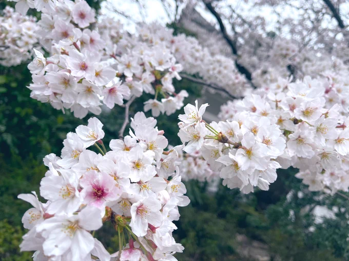 浜松町の桜スタァライト? 