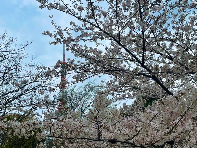 浜松町の桜スタァライト? 