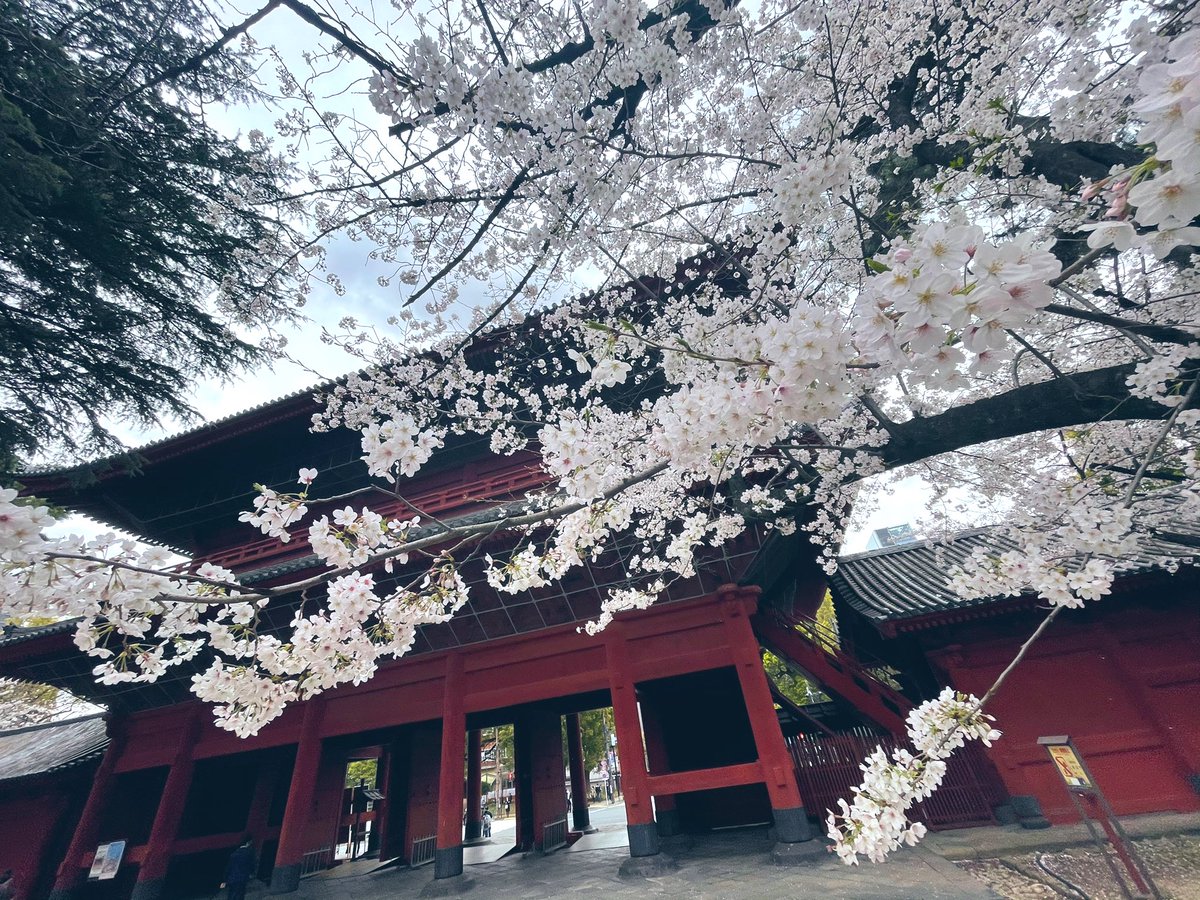 「浜松町の桜スタァライト? 」|ナイセン®︎【公式】🏆ﾃﾚﾜｰｸに役立つｻｰﾋﾞｽ No.1のイラスト