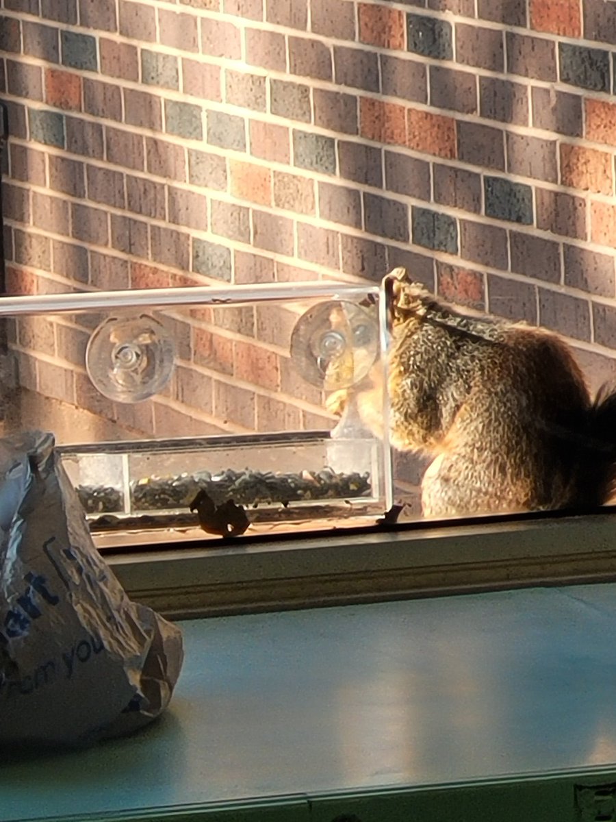 SusanM20204623's tweet photo. We have a bird feeder on our classroom window to watch the birds Guess someone else was hungry.
#followingfowler
@SassySimm
@Alex2Inspire
@Kuhrteous https://t.co/IKNY3E4cjH