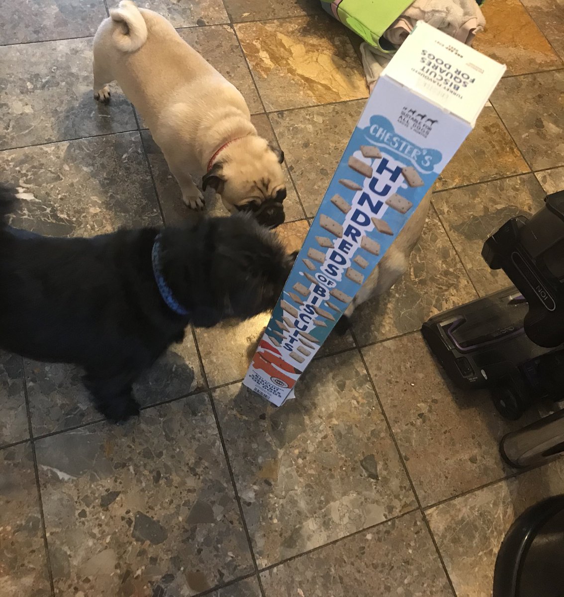 fun_puggy's tweet photo. We haven’t been online for a little bit. Hoodad brought home this massive box of Turkey treats for us- yum yum.
It was Belles bday. She enjoyed a walk in the woods at the local country park.
Hoodad had a turn on a seesaw and we didn’t like it. We told him to get off it. 🐶🐶🐶🐶 https://t.co/fLHlLltnmR