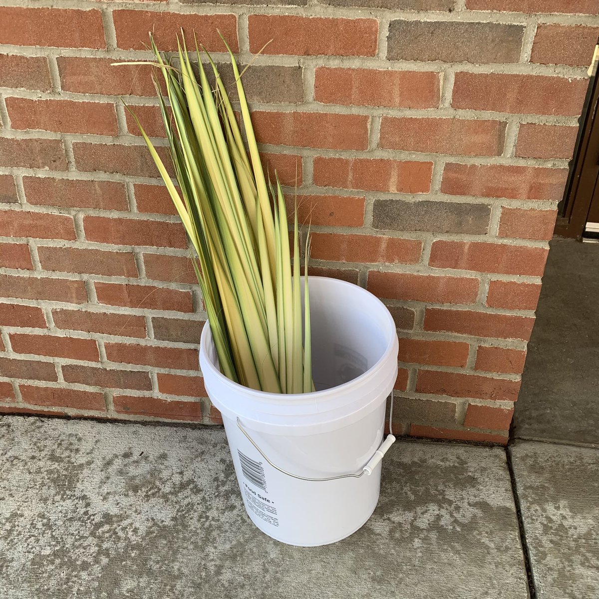 fpcrw's tweet photo. HELP US FOR PALM/PASSION SUNDAY!!!
Come by the church and pick up a palm reed. Take a picture or short video and email it to photos@firstpresbyterianredwing.com for an exciting Palm Sunday video.
Please have them in by Noon on Saturday, March 27. #HolyWeek #FPCRW #PalmSunday https://t.co/Ni2UnvqXHJ
