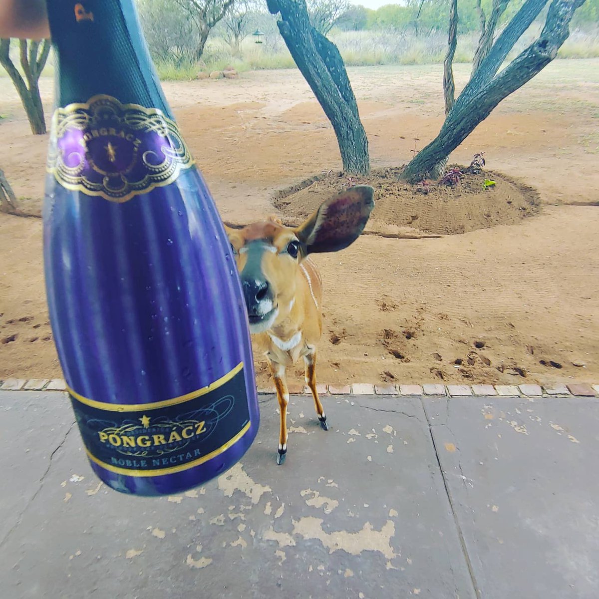 cluelesswineguy's tweet photo. Can't beat time in the bushveld. Going to be an amazing weekend. Got to open to celebrate our arrival @dinokenggamereserve #dinokenggamereserve #gamefarm #mcc #beautifulsouthafrica #ilovesouthafrica #cluelesswineguy https://t.co/0vmAYyr13k