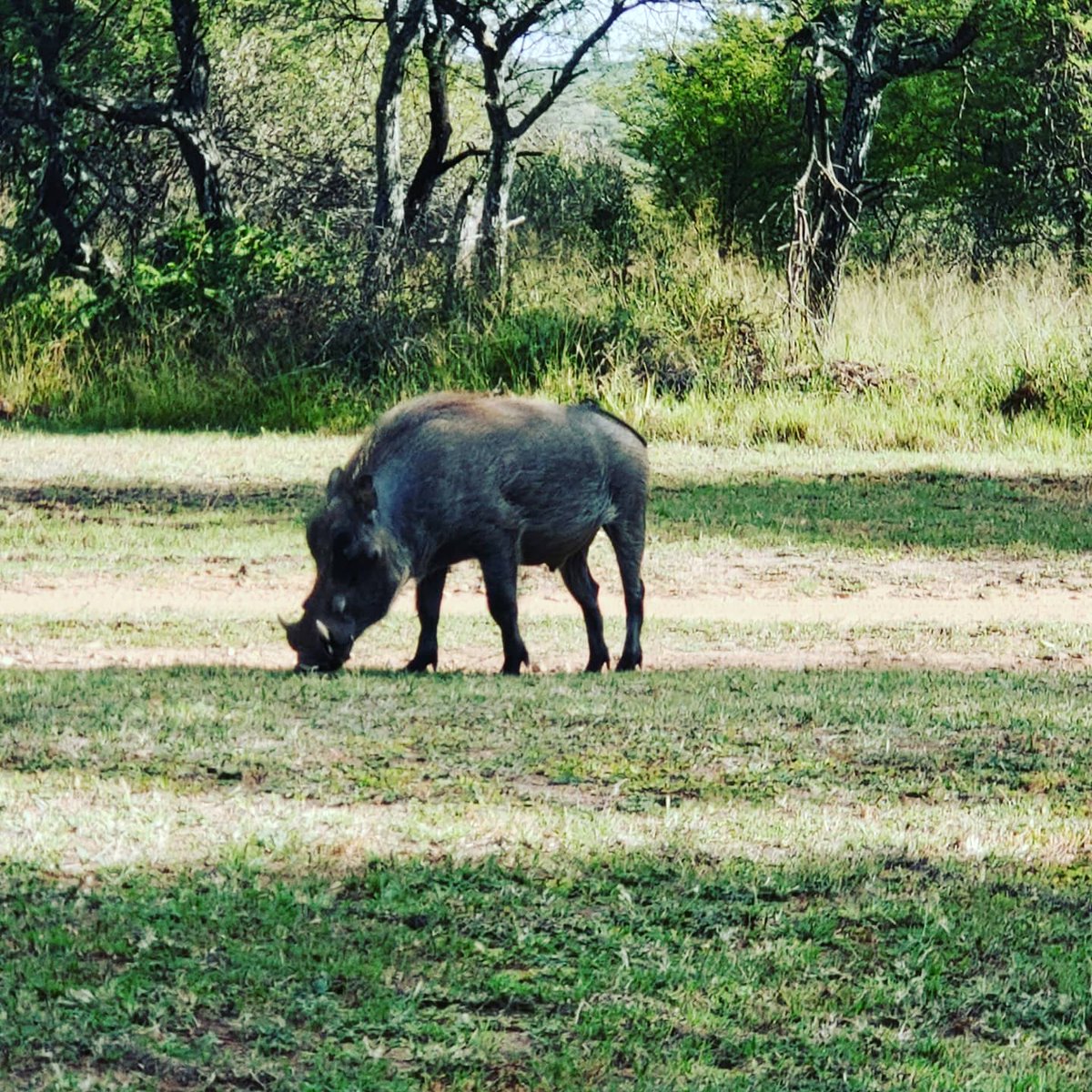 cluelesswineguy's tweet photo. Can't beat time in the bushveld. Going to be an amazing weekend. Got to open to celebrate our arrival @dinokenggamereserve #dinokenggamereserve #gamefarm #mcc #beautifulsouthafrica #ilovesouthafrica #cluelesswineguy https://t.co/0vmAYyr13k