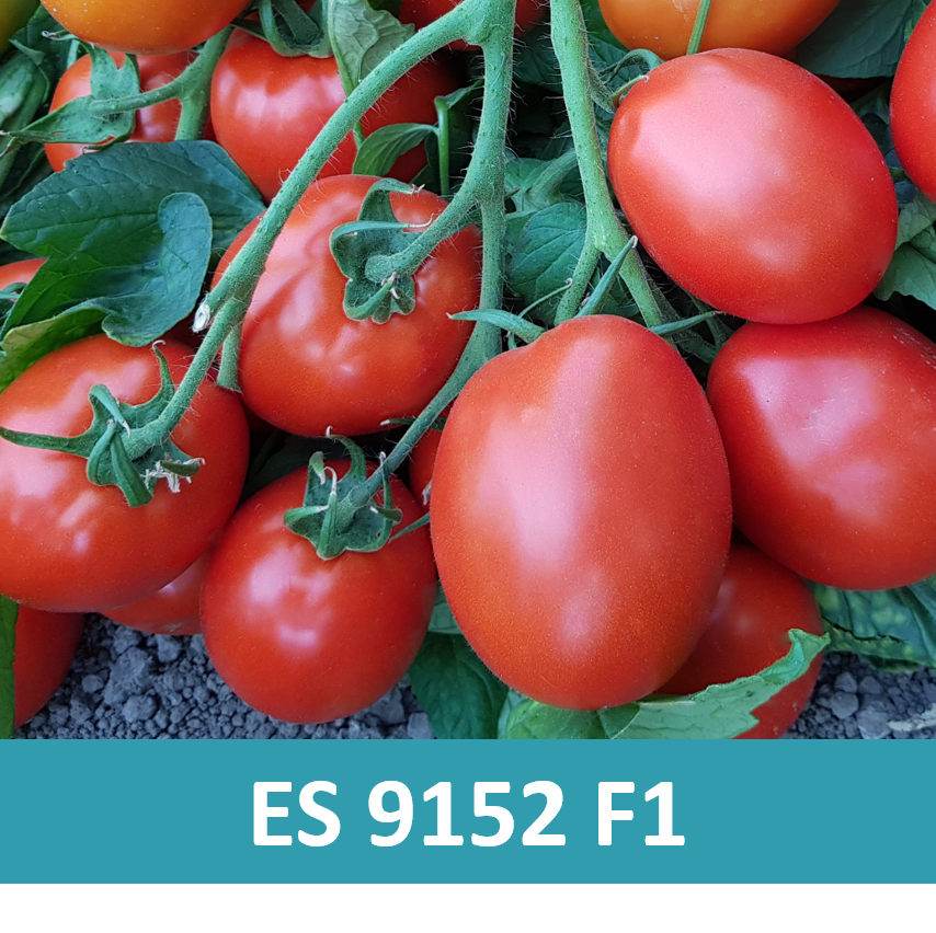 ErgonSeed's tweet photo. In our last news item we showed three determinate round tomato varieties, now we continue with our beautiful determinate tomato varieties, this time with three blocky/roma varieties: https://t.co/QcLKxRfsEC https://t.co/iABl30eDRx