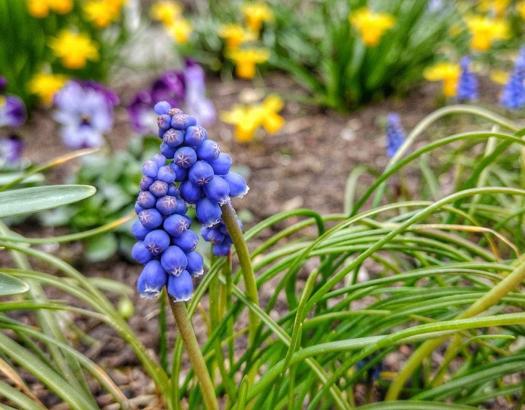 mathieuvansluis's tweet photo. I just love these #springcolours! ❤️
.
.
.
.
.
#motorola #Motofoto #motog30 #hellomoto #nature #naturephotography #naturelovers #nature_good #nature_brilliance #nature_perfection #smartphonephotography #mobilephotography #mobilephonephotography
#smartpho… https://t.co/lrF1GvOotz https://t.co/LM1hNZI1Y2