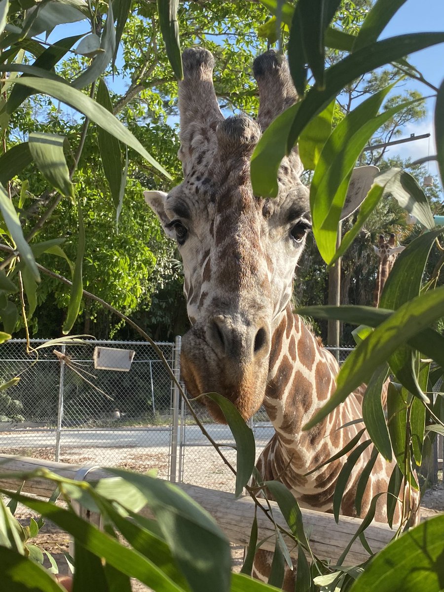 NaplesZoo's tweet photo. Today @collierschools 2nd graders learned all about giraffes at ZooCon! Students were able to ask questions live to one of our giraffe keepers, Rachael, as well as Arthur Muneza, who is Giraffe Conservation Foundation's East Africa Coordinator.
#napleszoo #zoocon #giraffe https://t.co/Q7M2mLgi7f