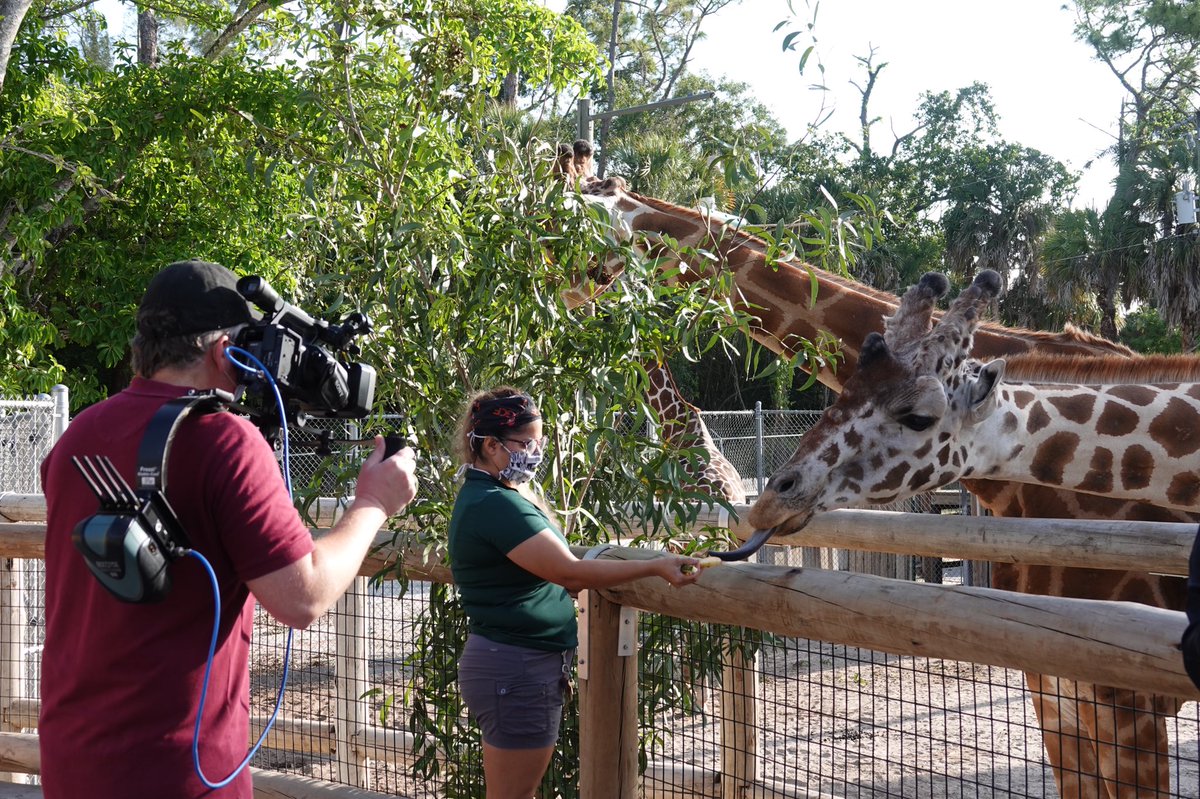 NaplesZoo's tweet photo. Today @collierschools 2nd graders learned all about giraffes at ZooCon! Students were able to ask questions live to one of our giraffe keepers, Rachael, as well as Arthur Muneza, who is Giraffe Conservation Foundation's East Africa Coordinator.
#napleszoo #zoocon #giraffe https://t.co/Q7M2mLgi7f