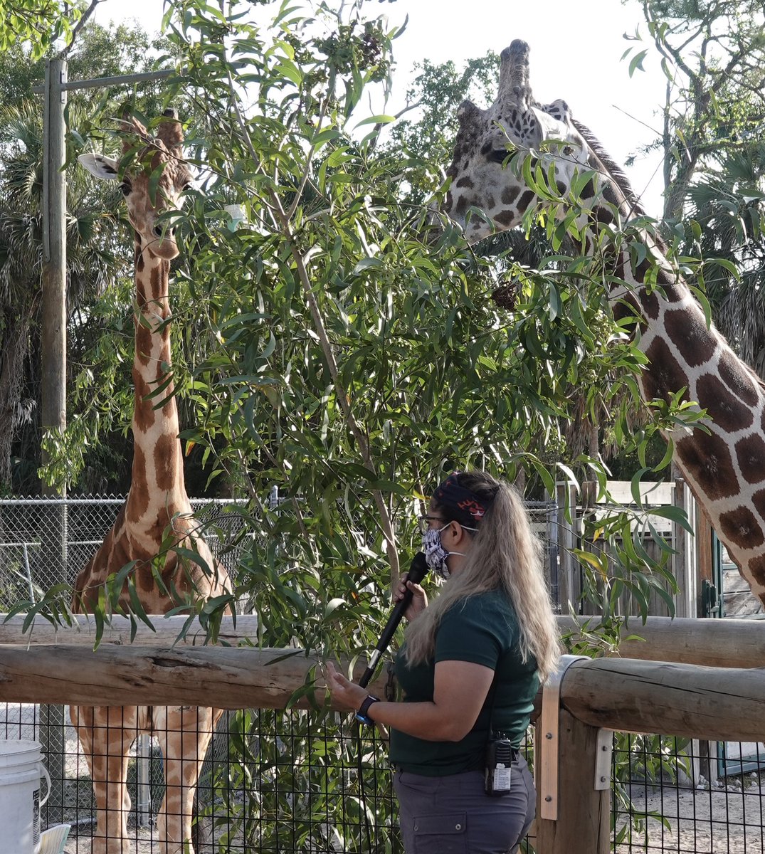 NaplesZoo's tweet photo. Today @collierschools 2nd graders learned all about giraffes at ZooCon! Students were able to ask questions live to one of our giraffe keepers, Rachael, as well as Arthur Muneza, who is Giraffe Conservation Foundation's East Africa Coordinator.
#napleszoo #zoocon #giraffe https://t.co/Q7M2mLgi7f