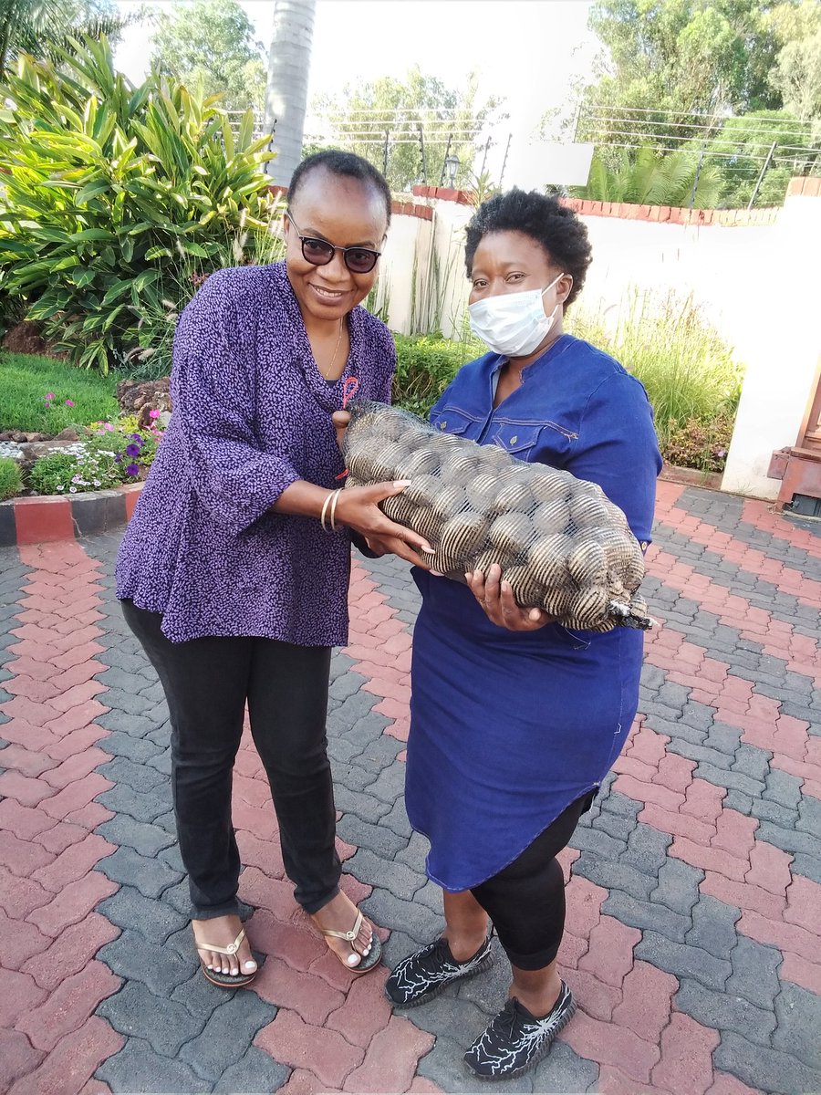 So excited to recieve a call from this giant in the TV industry to supply my veggie combo.#WomenSupportingWomen. Thank you for your faith. Get your Easter Combo today. Am doing rounds supplying customers today. Thank you Tari of The Talk   <a href="/LizBenjie/">Liz</a> <a href="/GreenHope_agro/">GreenHope Seedlings</a>  <a href="/tarichiks/">Tariro Makanga</a>