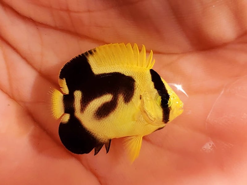 reefbuilders's tweet photo. Xanthotis X Griffis Angelfish Hybrid – Bali Aquarich Creates Another ‘Impossible’ Cross https://t.co/Ofa6KQI2l0 https://t.co/TrqTDm75nl