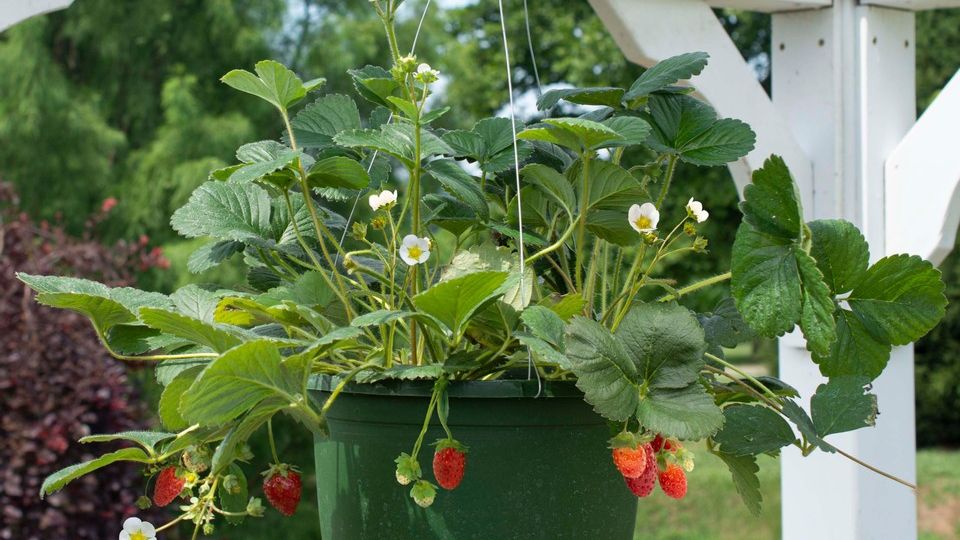 Bushel and Berry® tweet media