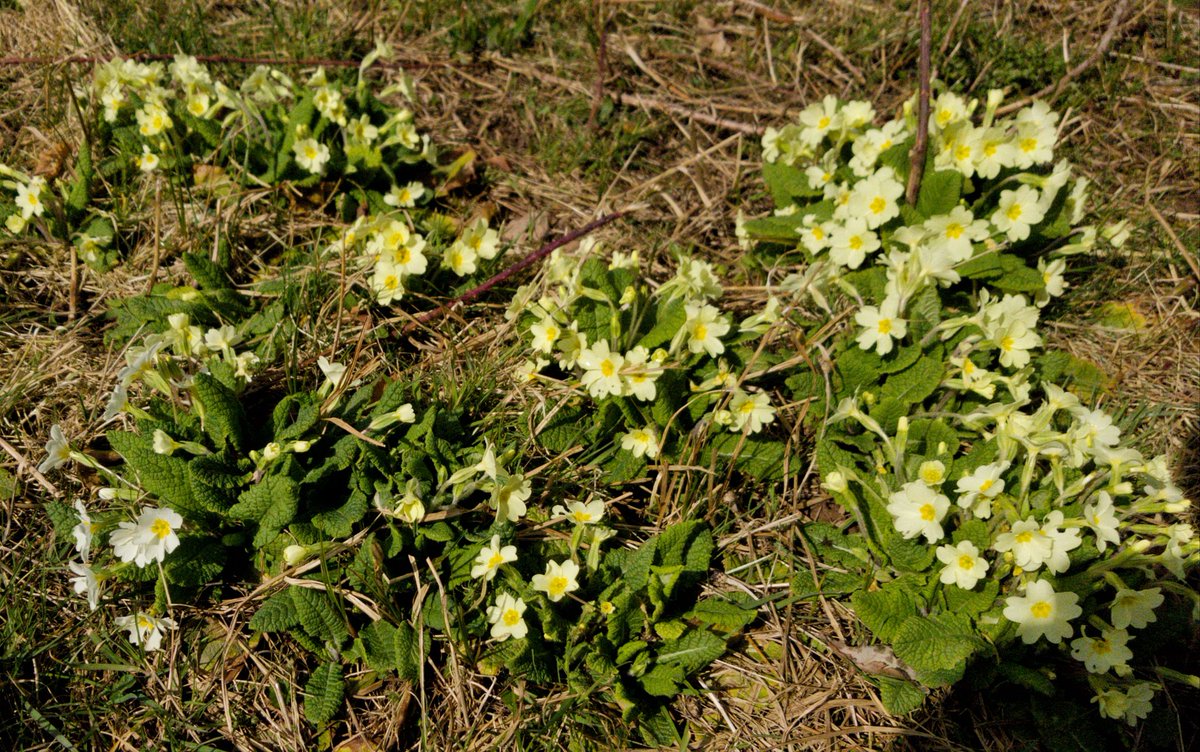 HenllysLNR's tweet photo. Great joy at seeing our small (est2017) #NaturalBuzz spring flowering meadow area starting to shine. One of our native #primroses is not like the other & the first snake's-head #fritillary is a matching white. https://t.co/pMWPbznQCU