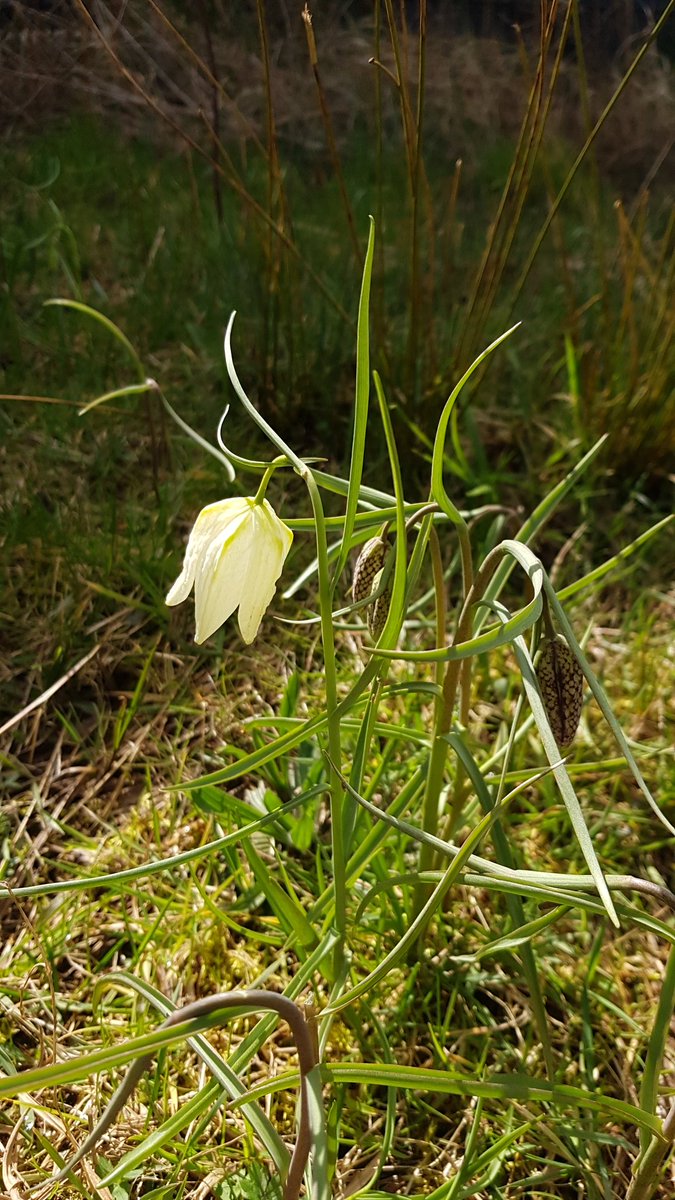 HenllysLNR's tweet photo. Great joy at seeing our small (est2017) #NaturalBuzz spring flowering meadow area starting to shine. One of our native #primroses is not like the other & the first snake's-head #fritillary is a matching white. https://t.co/pMWPbznQCU