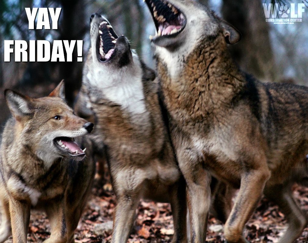 TxStarCat's tweet photo. Itโs Friday letโs Howl!!! #saveredwolves #ESAworks Only 10 of Americaโs only Red Wolves are left in the wild world ๐บโฅ๏ธ๐บ๐ธ #Friday #Wolf #howl https://t.co/Ibb98cEmgR