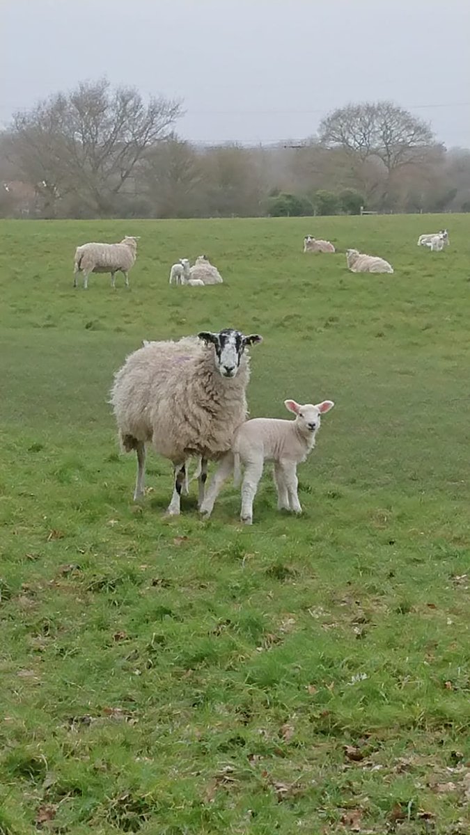 NorfArchTrust's tweet photo. For #FindsFriday we thought we'd show you what can be found at some of our sites this spring!
We know we've been sharing quite a lot of sheep content but how could we not, we've missed them!
🐑 If you visit the sheep, please respect their space 🐑
#sheep #nature #NATexploring https://t.co/CrHzMbf7IQ