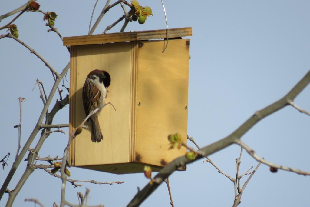biodiversos.urjc tweet media