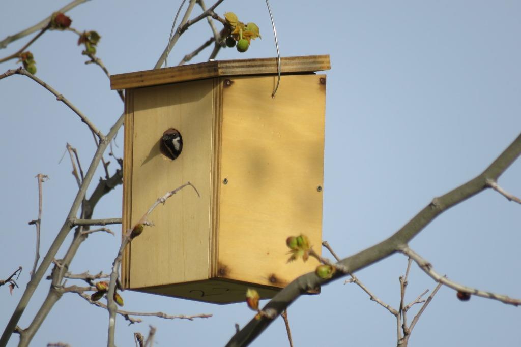 biodiversos.urjc tweet media