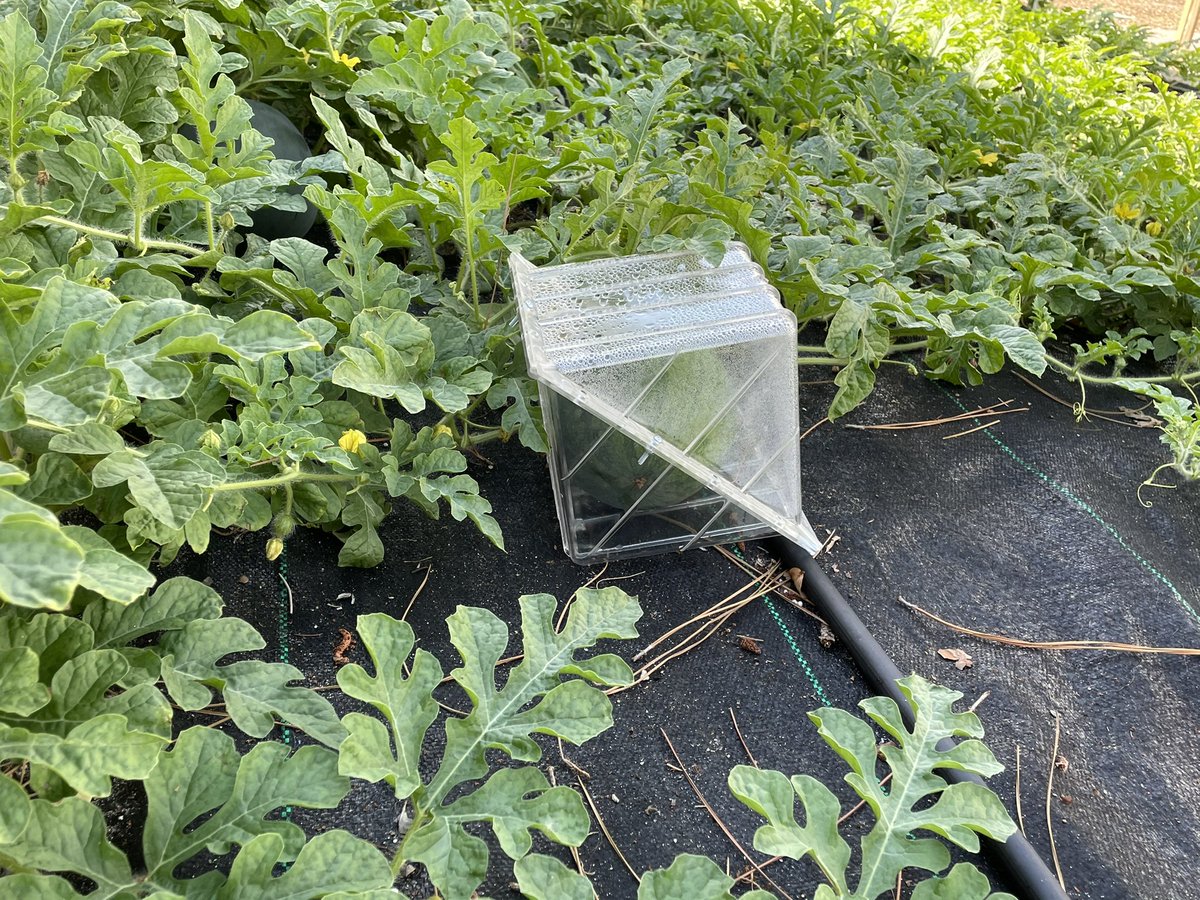 Did you know that the #PCiLab is growing watermelons? #PCPrek students got a peek at the patch and even spotted the one being grown in a square mold. #PCOutdoorLearning #PCNurturing #PCGarden