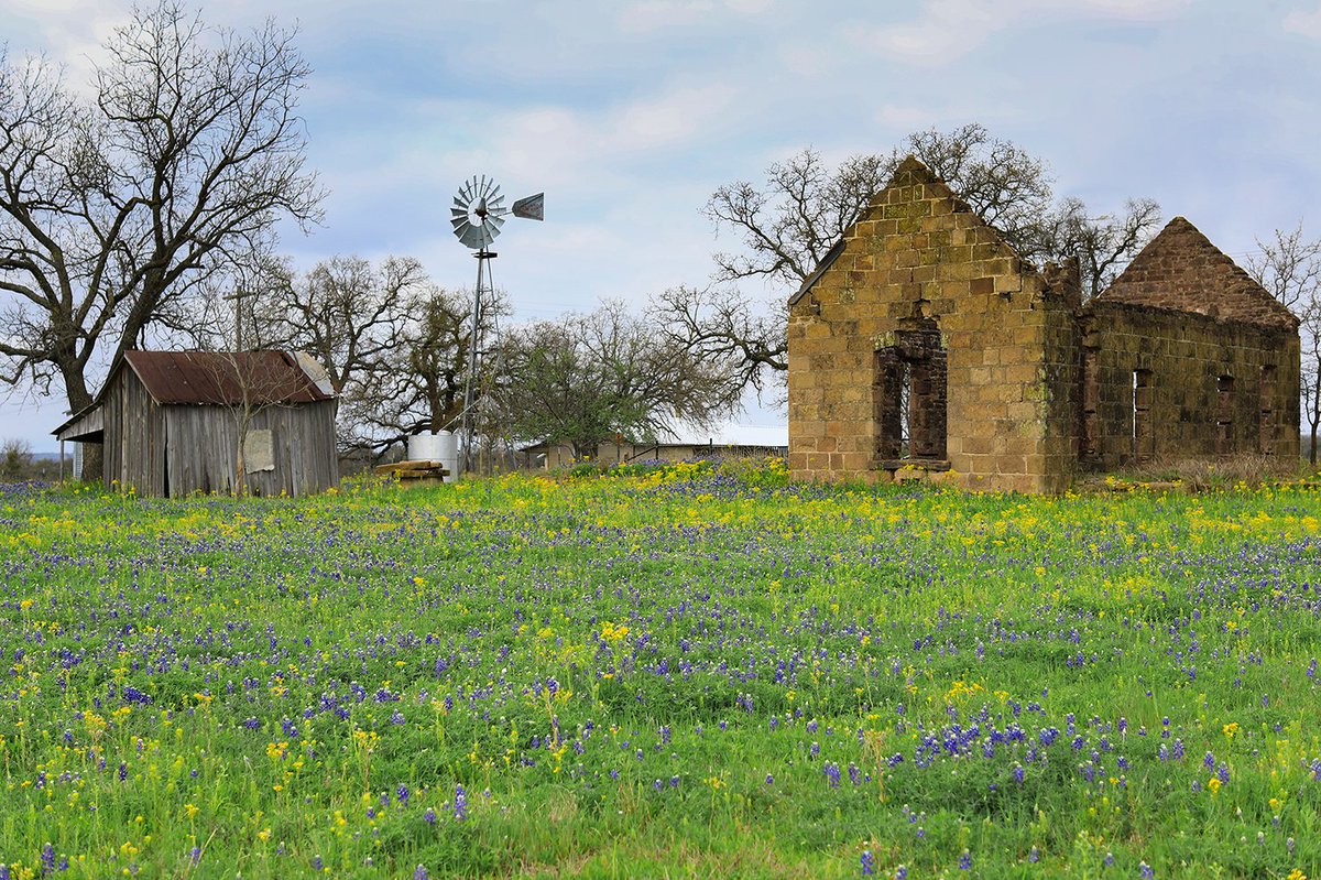 TracesofTexas's tweet photo. Are y'all seeing any good wildflower displays yet? If so, where?  Here's one of my own photos: bluebonnets in Pontotoc, Texas. https://t.co/cEcPBAyLsS