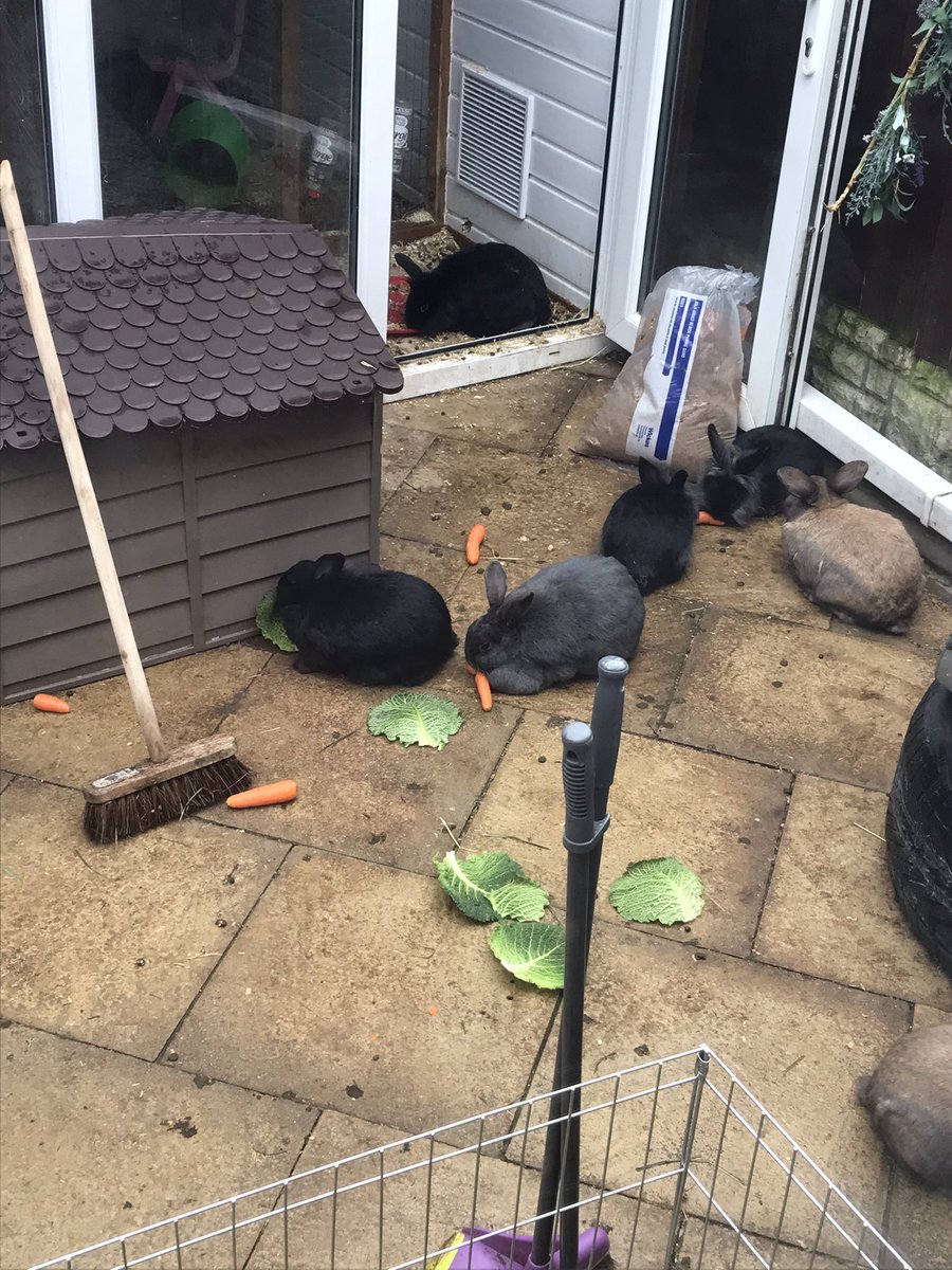fun_puggy's tweet photo. @MadleeRage29 This drives the pugs insane. It’s there two favourite things. Carrots and poop ha ha. I have to give the pugs a carrot, so they leave the rabbit barrier alone. Greedy piggies ha ha.
“Sell her soul for cucumber” ha ha. Love it. X https://t.co/iSlp0rYKBc
