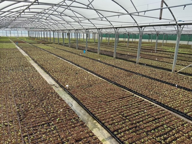 A snapshot of a small percentage of the incredible work our potting teams have been doing over the past few weeks.