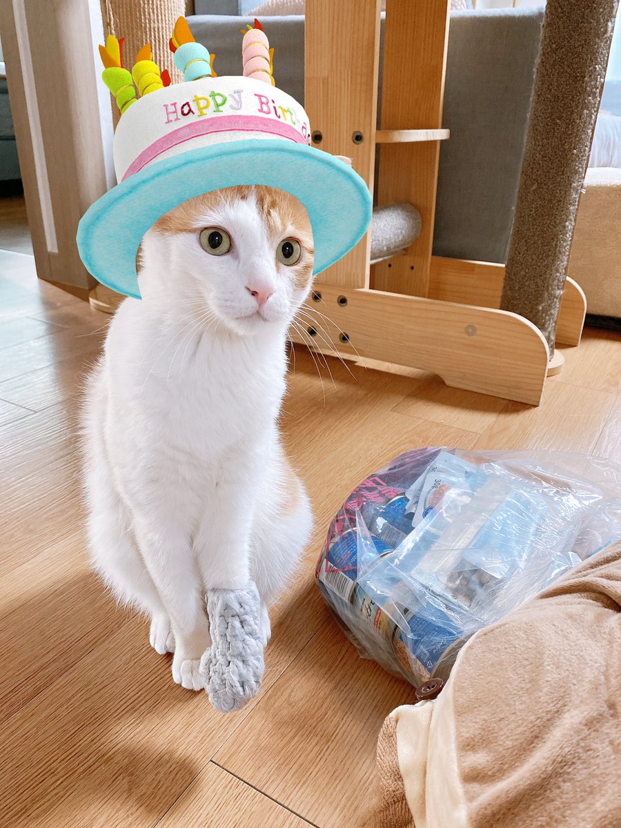 star1004cat's tweet photo. 샛별이 잘 지내고 있어요🙂
구조된날을 생일로 하고 있는데,
조금 있으면 생일이라
생일 기념으로 샛별이처럼 다리 다쳐서 한쪽 다리를 절단한 치즈냥이에게 생일 선물을 보냈습니다
도와주신 만큼 샛별이랑 샛별이 이름으로 나누면서 살겠습니다🙇🏻‍♀️ https://t.co/A47ymHDBGw