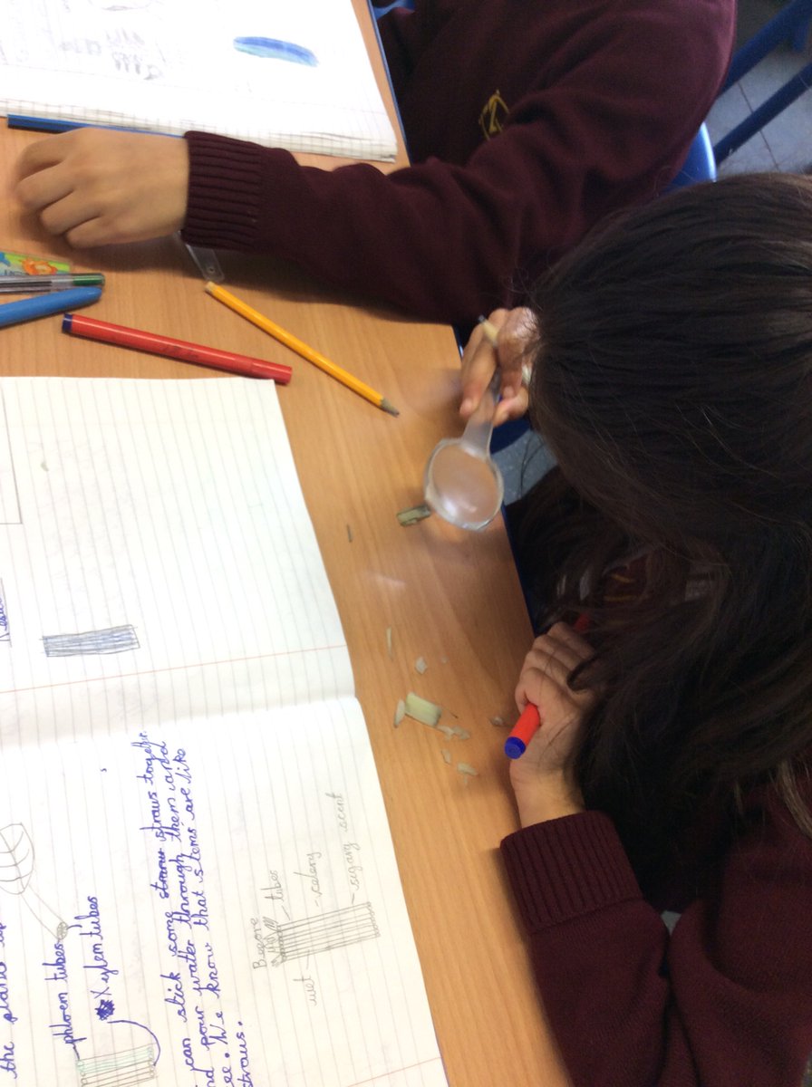 MountStewartSch's tweet photo. What is the function of a stem? Try this experiment at home using celery and coloured food dye. Let us know what you find! #tmssyear3 #tmss3s https://t.co/ASyoUB5HQg