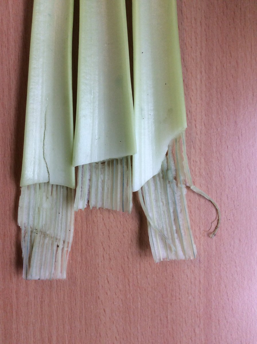 MountStewartSch's tweet photo. What is the function of a stem? Try this experiment at home using celery and coloured food dye. Let us know what you find! #tmssyear3 #tmss3s https://t.co/ASyoUB5HQg